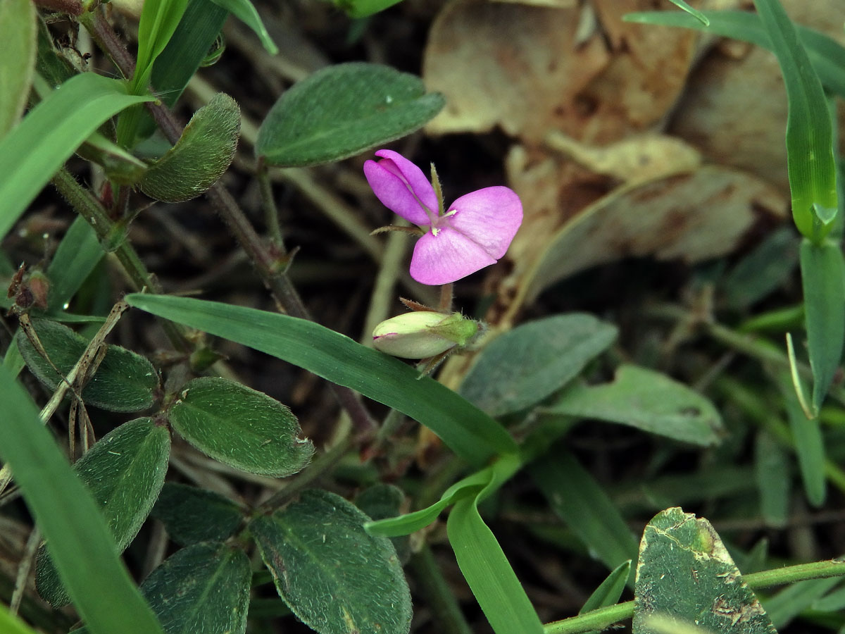 Stužkovec (Desmodium paniculatum (L.) DC.)