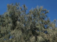 Přesličník (Casuarina glauca Sieb. ex Spreng.)