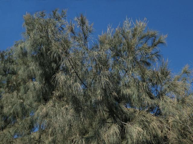 Přesličník (Casuarina glauca Sieb. ex Spreng.)