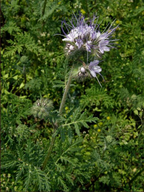 Svazenka vratičolistá (Phacelia tanacetifolia Bentham)