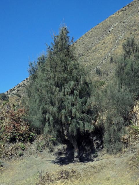 Přesličník (Casuarina glauca Sieb. ex Spreng.)