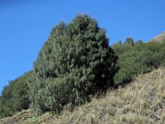 Přesličník (Casuarina glauca Sieb. ex Spreng.)