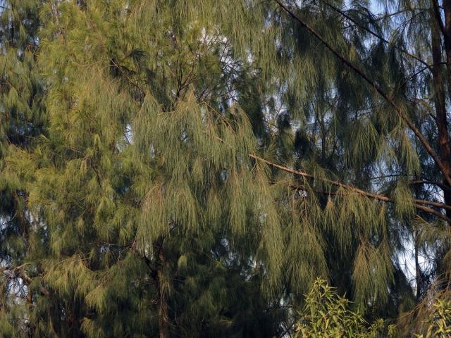 Přesličník (Casuarina glauca Sieb. ex Spreng.)