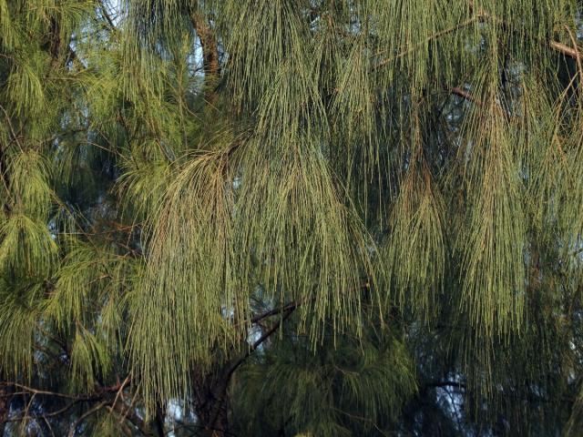 Přesličník (Casuarina glauca Sieb. ex Spreng.)