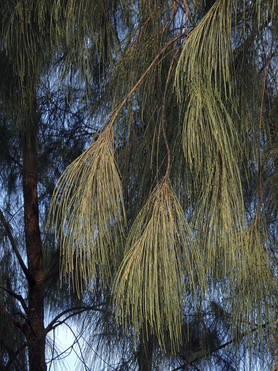 Přesličník (Casuarina glauca Sieb. ex Spreng.)