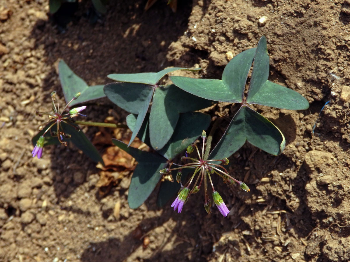 Šťavel širolistý (Oxalis latifolia Kunth)