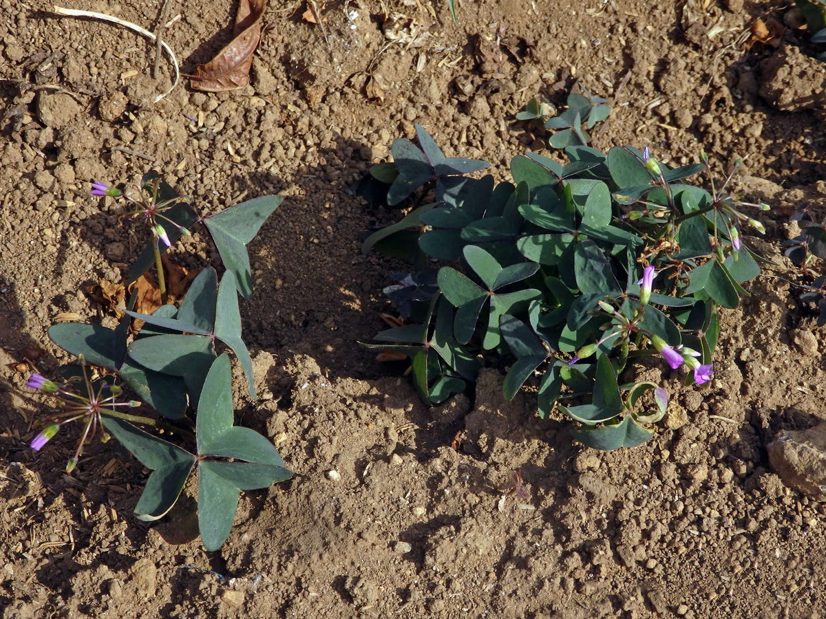 Šťavel širolistý (Oxalis latifolia Kunth)