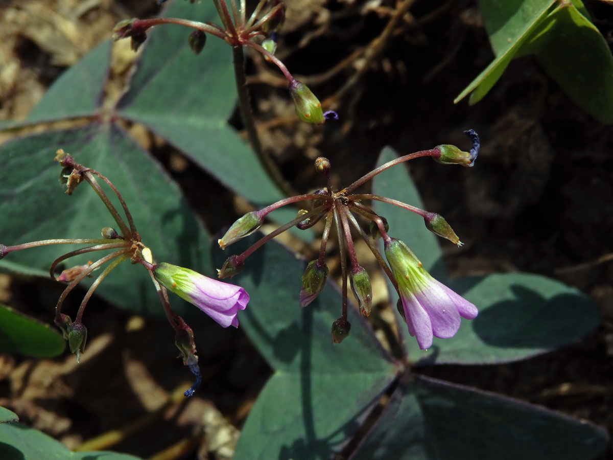 Šťavel širolistý (Oxalis latifolia Kunth)