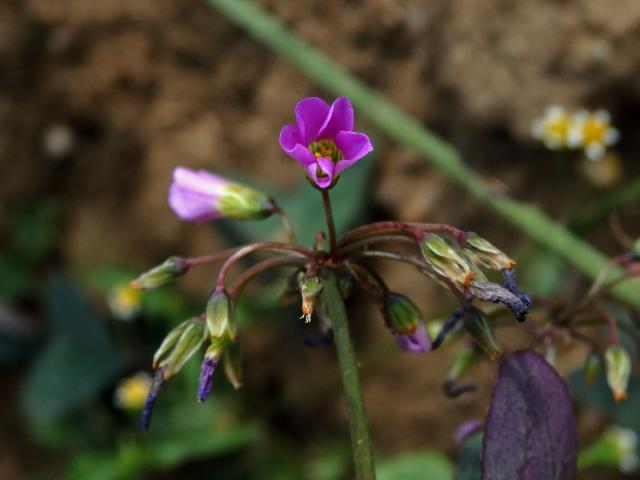 Šťavel širolistý (Oxalis latifolia Kunth)