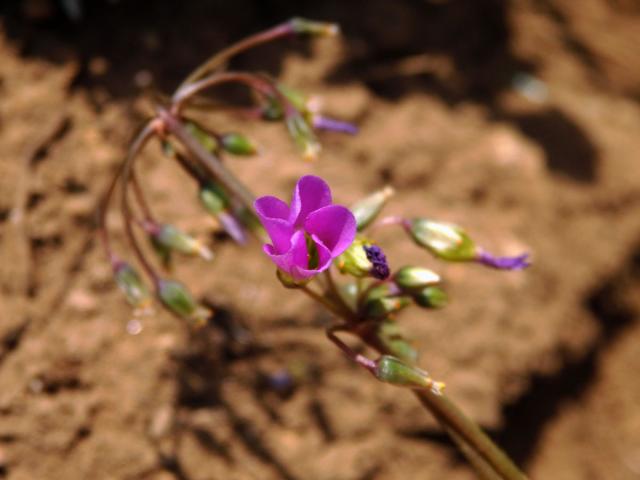 Šťavel širolistý (Oxalis latifolia Kunth)