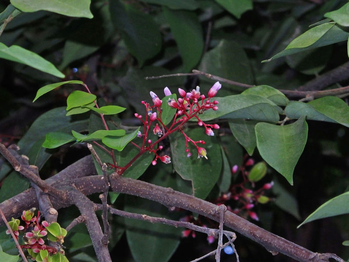 Karambola obecná (Averrhoa carambola L.)