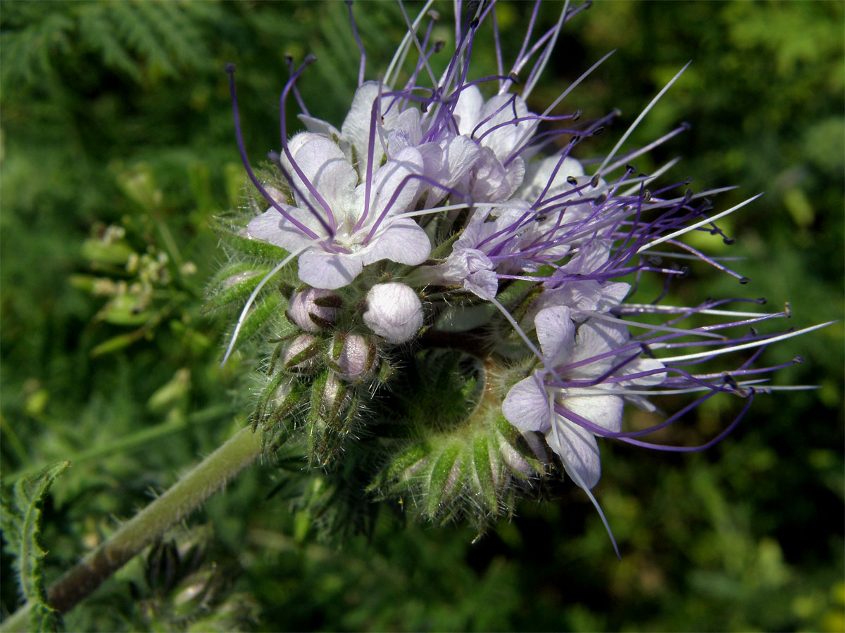 Svazenka vratičolistá (Phacelia tanacetifolia Bentham)