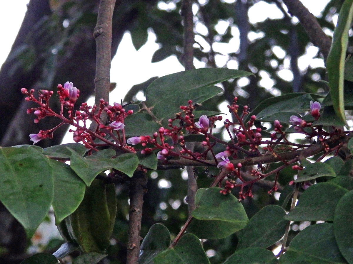 Karambola obecná (Averrhoa carambola L.)