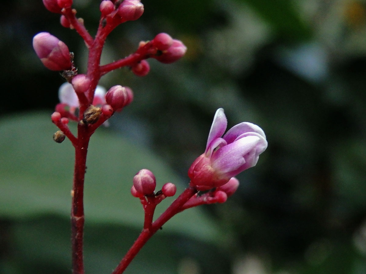 Karambola obecná (Averrhoa carambola L.)