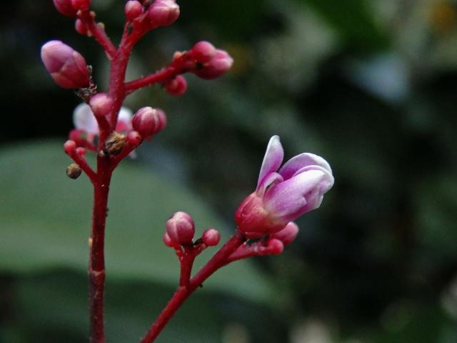 Karambola obecná (Averrhoa carambola L.)