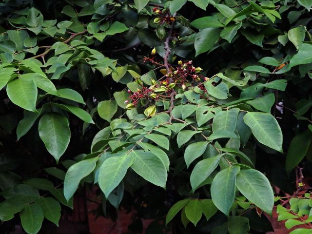 Karambola obecná (Averrhoa carambola L.)