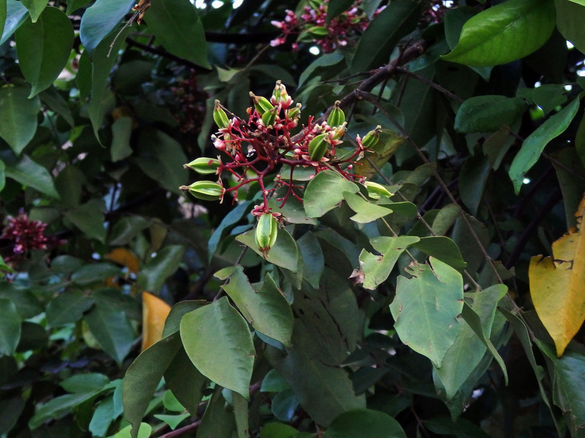 Karambola obecná (Averrhoa carambola L.)