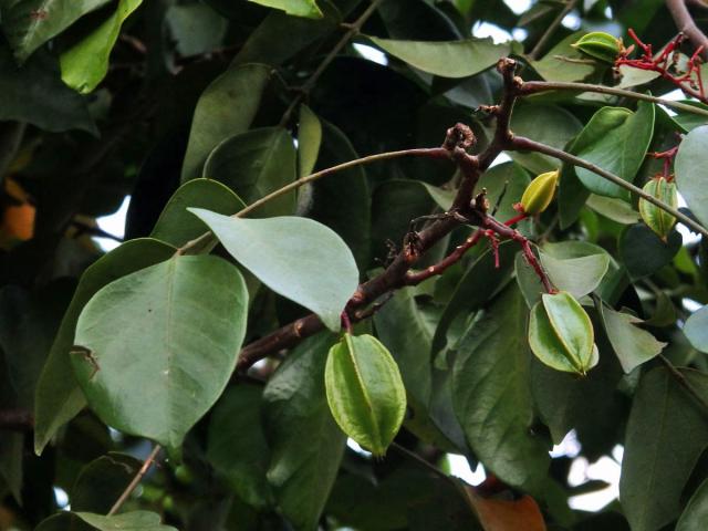 Karambola obecná (Averrhoa carambola L.)