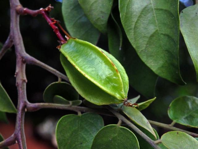 Karambola obecná (Averrhoa carambola L.)