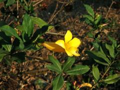 Alamanda počistivá (Allamanda catharica L.)