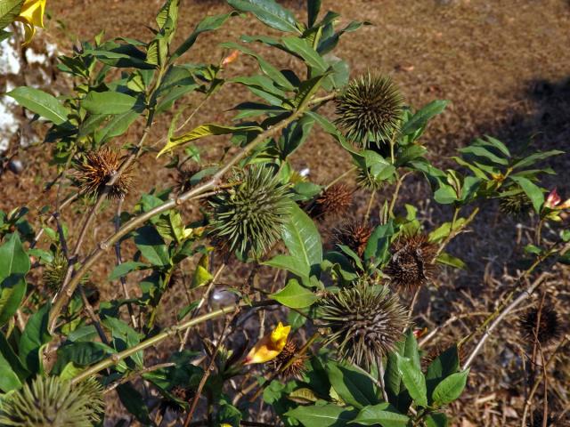 Alamanda počistivá (Allamanda catharica L.)