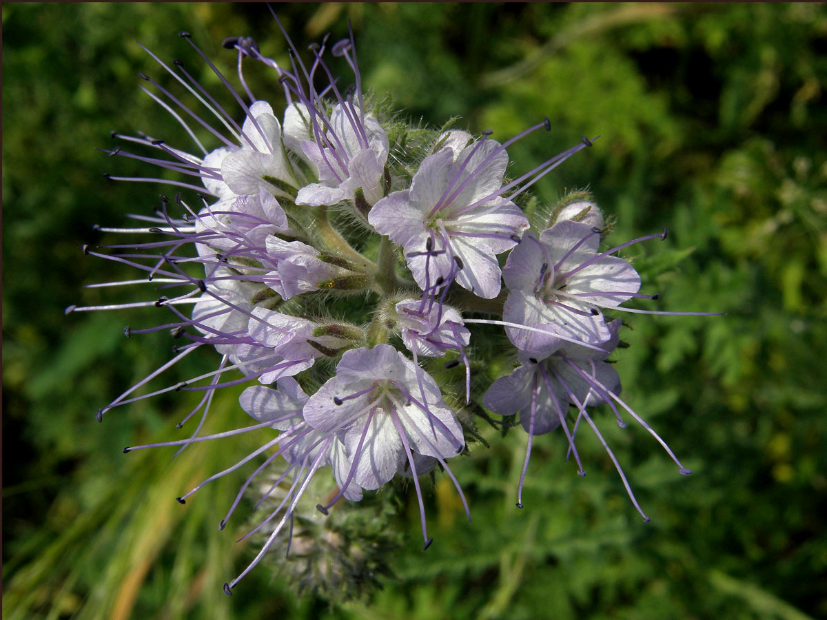 Svazenka vratičolistá (Phacelia tanacetifolia Bentham)