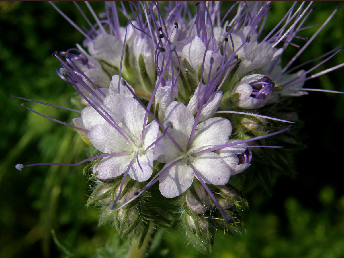 Svazenka vratičolistá (Phacelia tanacetifolia Bentham)