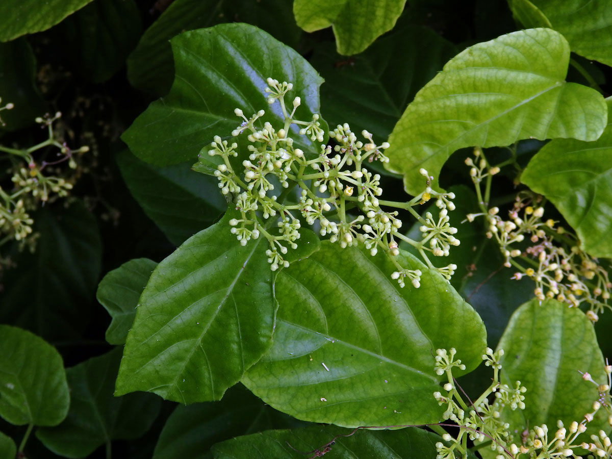 Cissus verticillata (L.) Nicolson & C. E. Jarvis