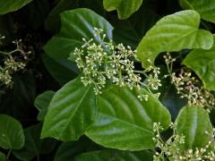 Cissus verticillata (L.) Nicolson & C. E. Jarvis