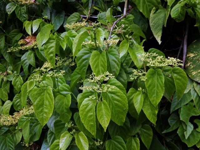 Cissus verticillata (L.) Nicolson & C. E. Jarvis