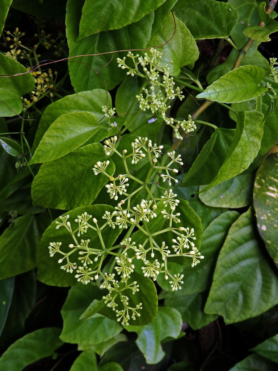 Cissus verticillata (L.) Nicolson & C. E. Jarvis