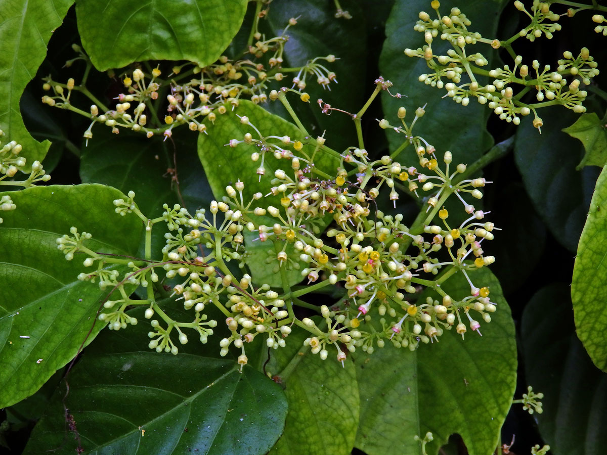 Cissus verticillata (L.) Nicolson & C. E. Jarvis