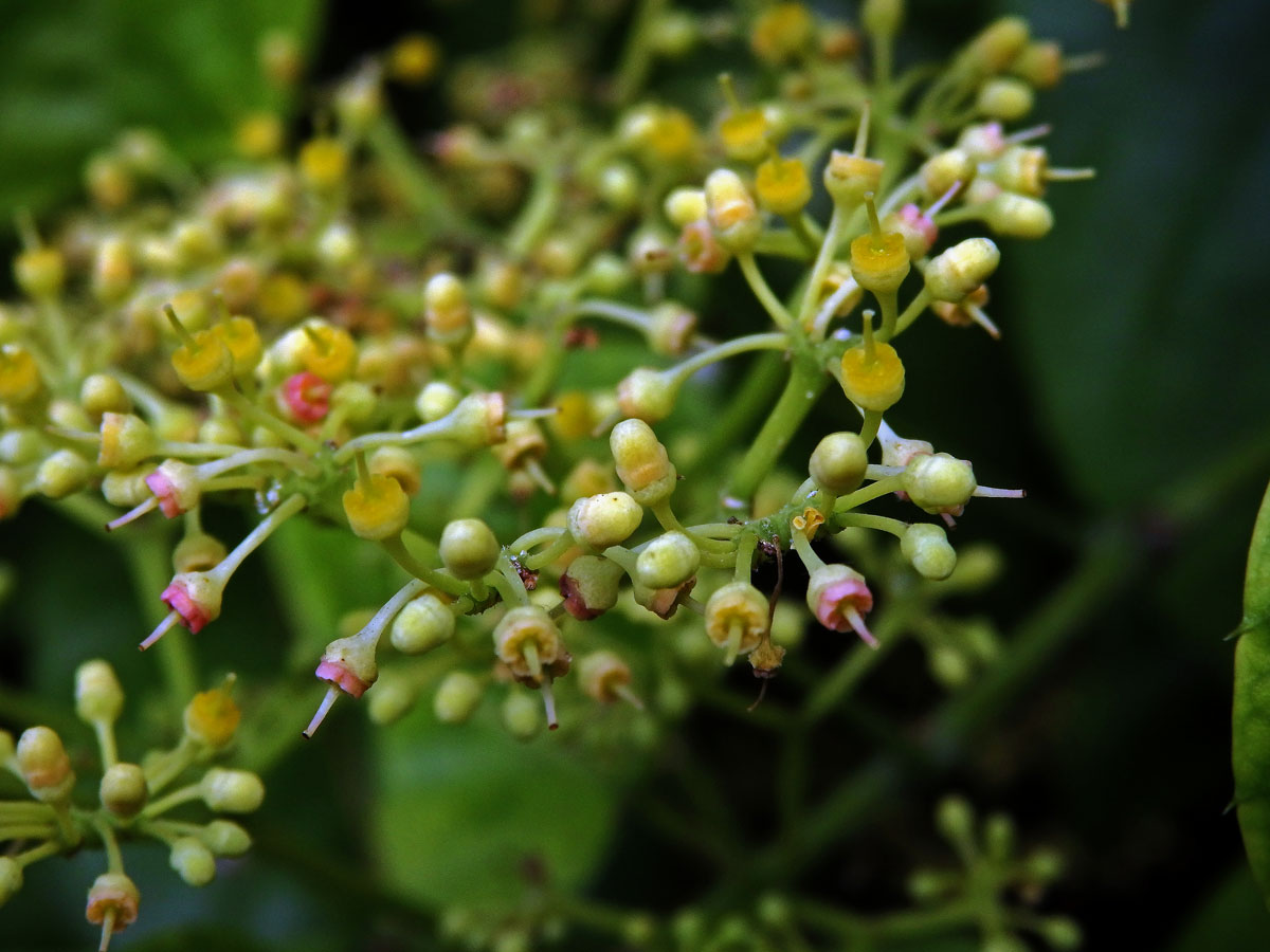 Cissus verticillata (L.) Nicolson & C. E. Jarvis