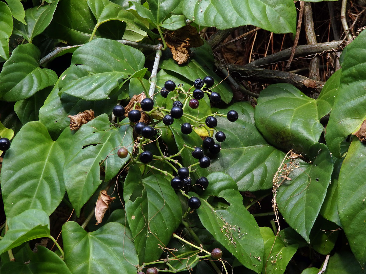 Cissus verticillata (L.) Nicolson & C. E. Jarvis