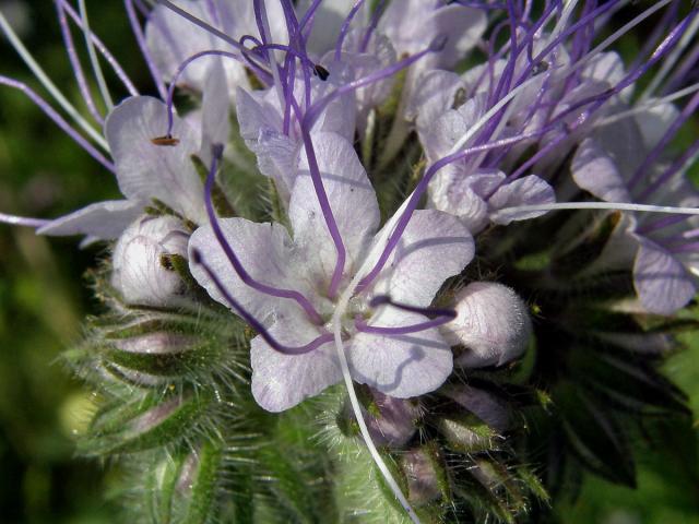 Svazenka vratičolistá (Phacelia tanacetifolia Bentham)