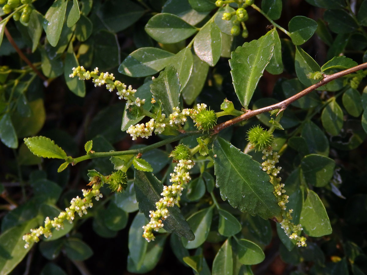 Palnice (Acalypha siamensis Oliv. ex Gage)