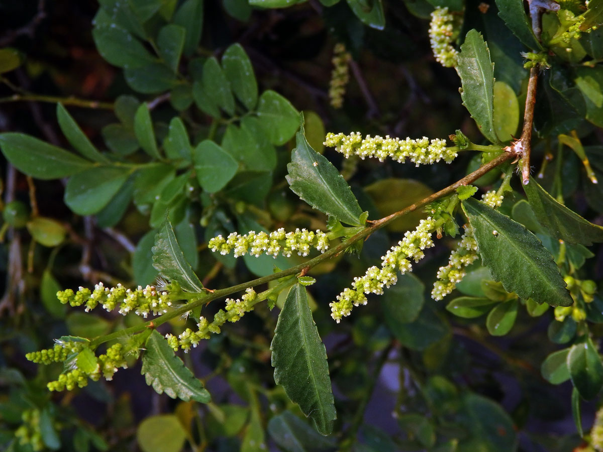 Palnice (Acalypha siamensis Oliv. ex Gage)