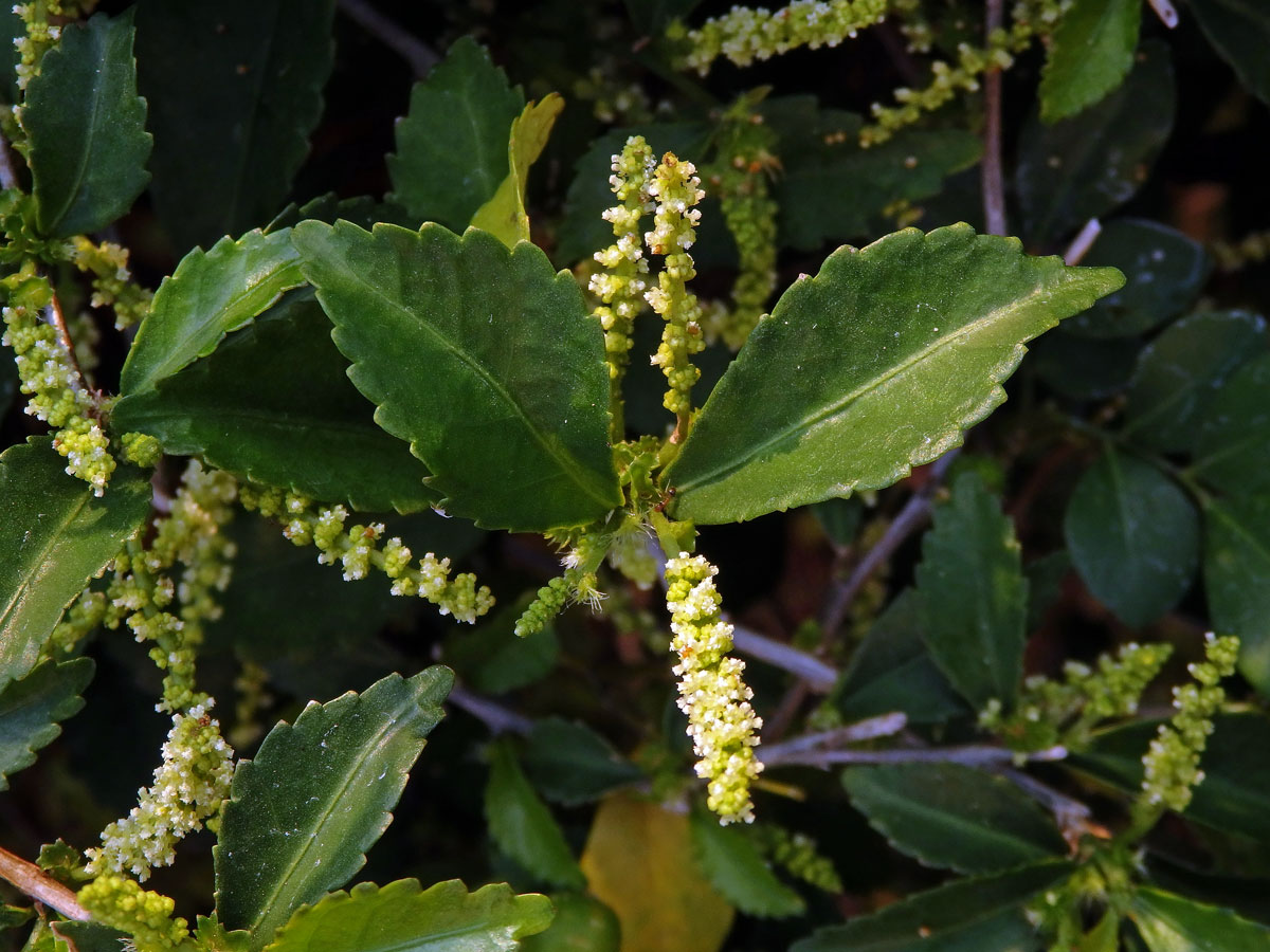 Palnice (Acalypha siamensis Oliv. ex Gage)