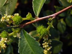 Palnice (Acalypha siamensis Oliv. ex Gage)