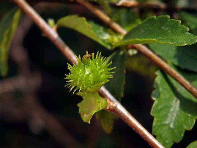 Palnice (Acalypha siamensis Oliv. ex Gage)