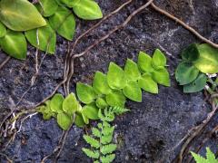 Rhaphidophora hayi P. C. Boyce & Bogner