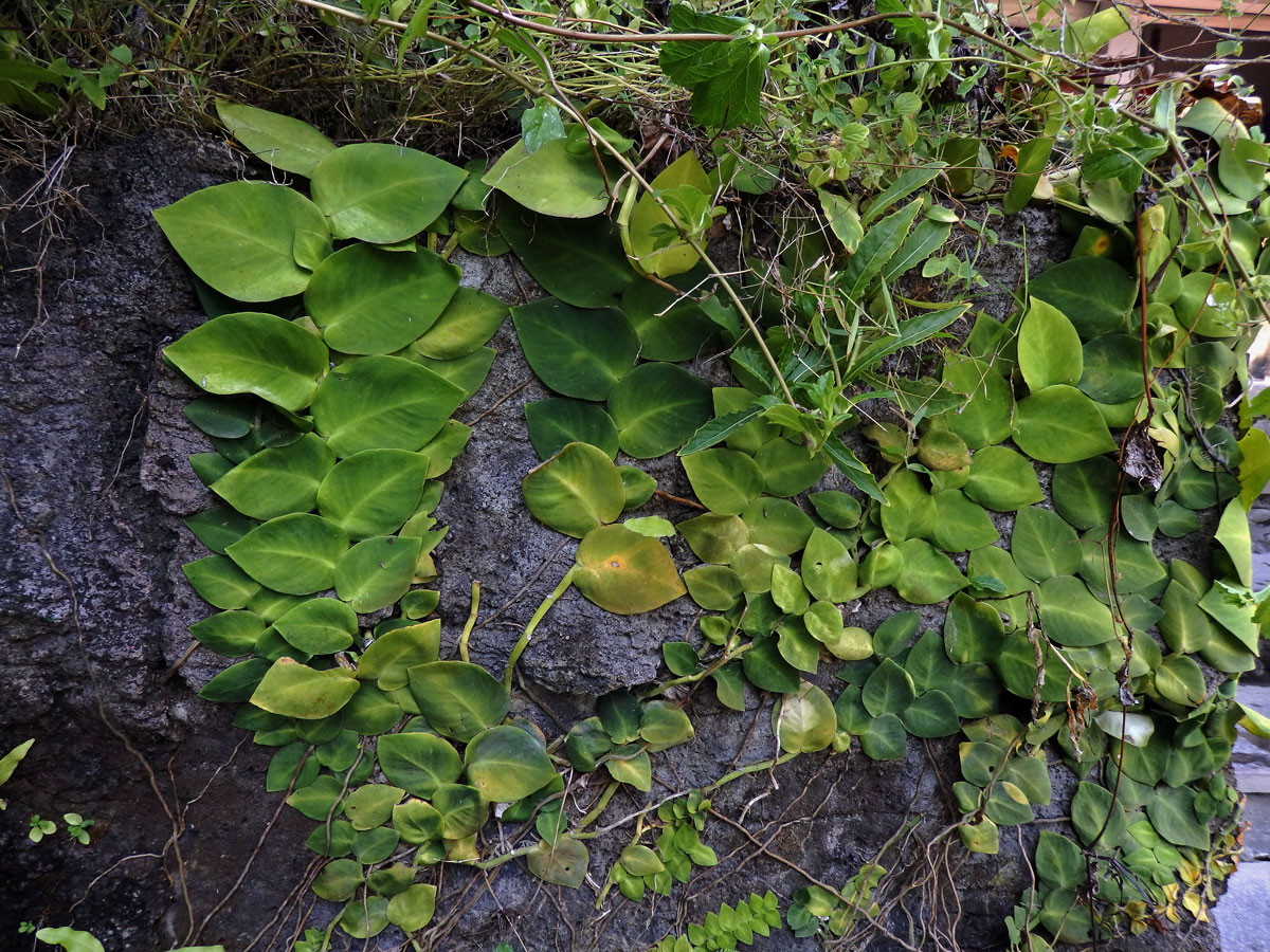 Rhaphidophora hayi P. C. Boyce & Bogner