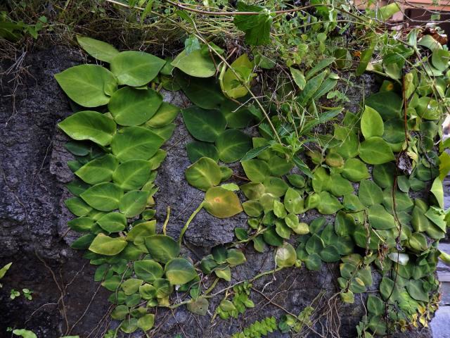 Rhaphidophora hayi P. C. Boyce & Bogner