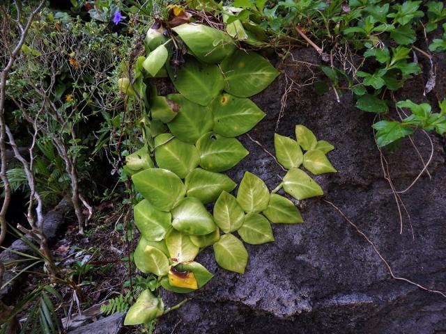 Rhaphidophora hayi P. C. Boyce & Bogner