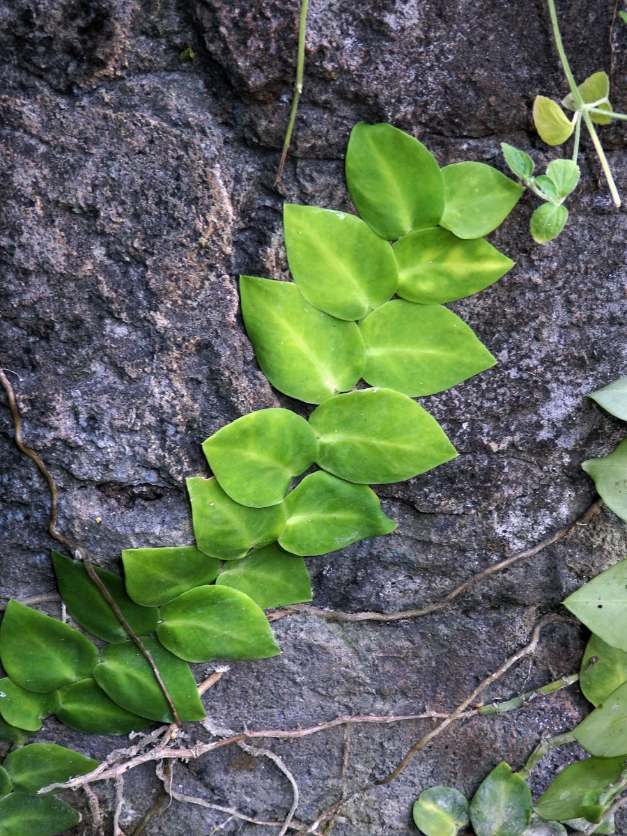 Rhaphidophora hayi P. C. Boyce & Bogner