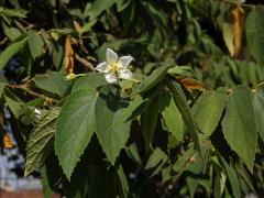 Muntingia calabura L.