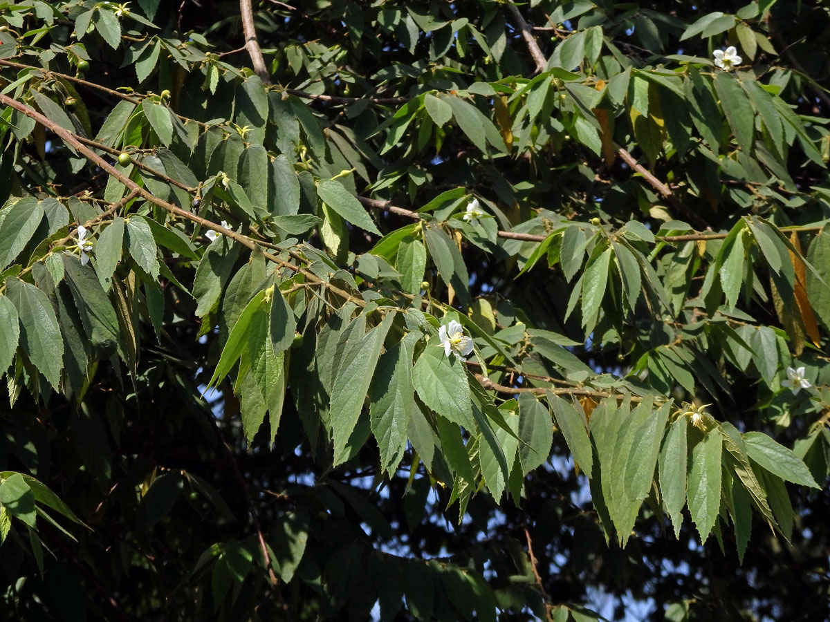 Muntingia calabura L.