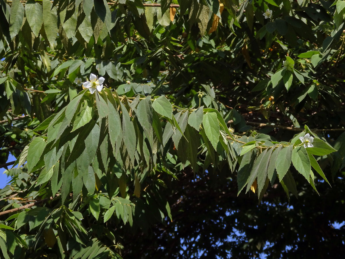 Muntingia calabura L.