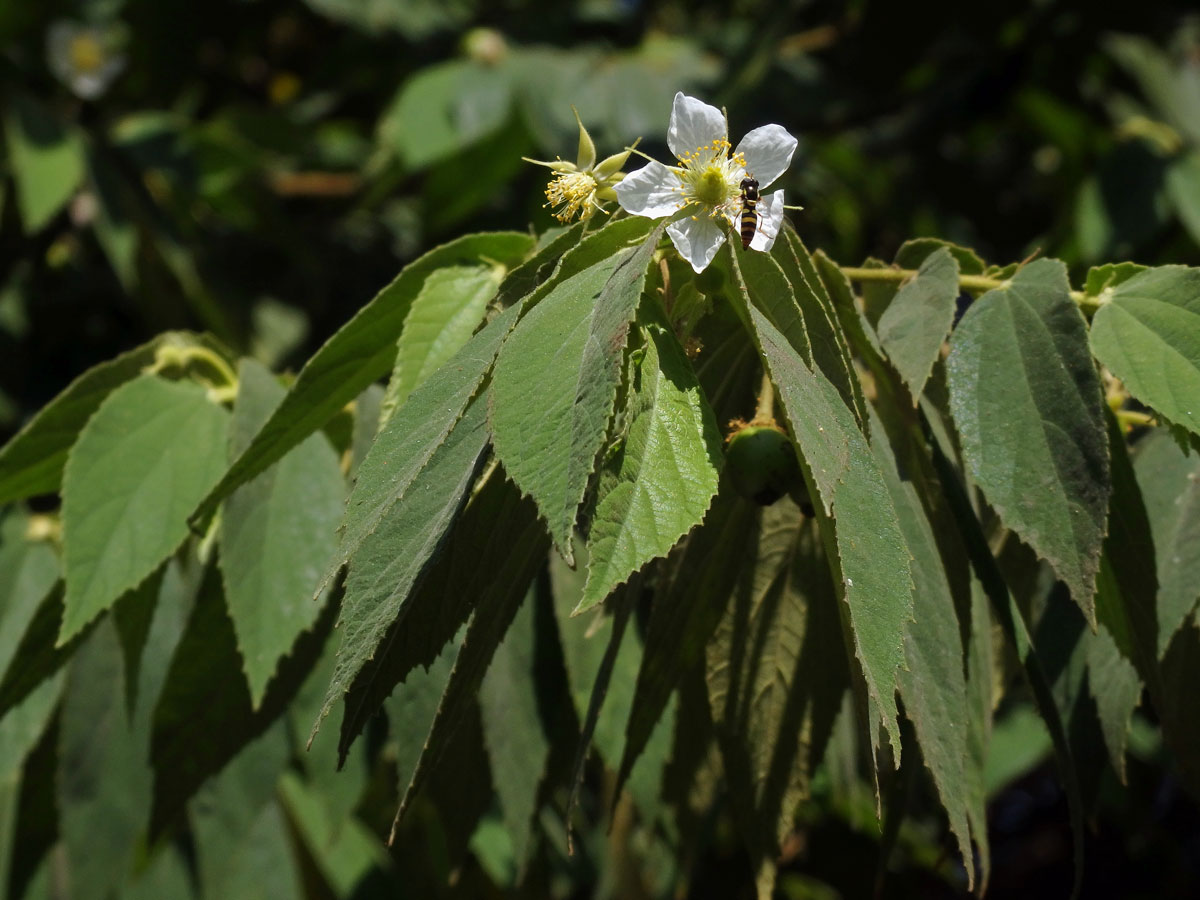 Muntingia calabura L.