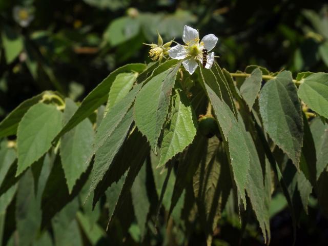 Muntingia calabura L.